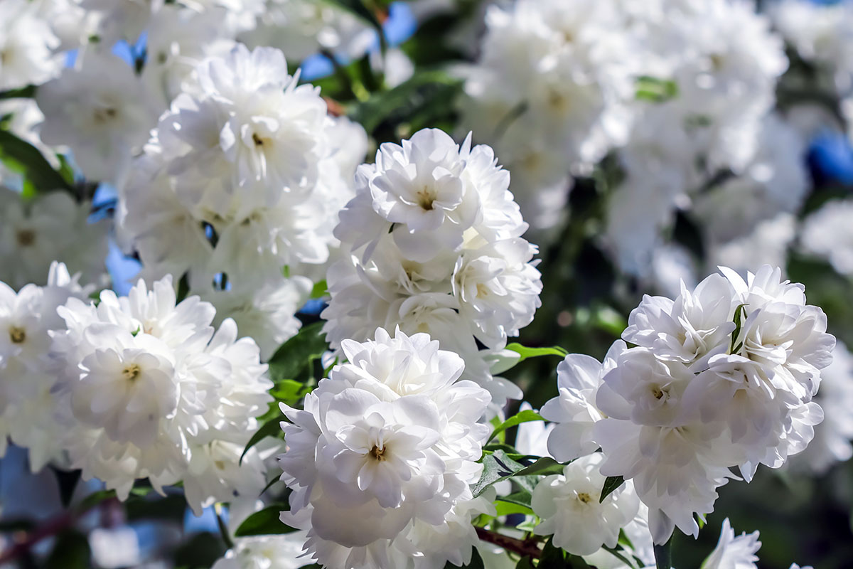 Jasmin