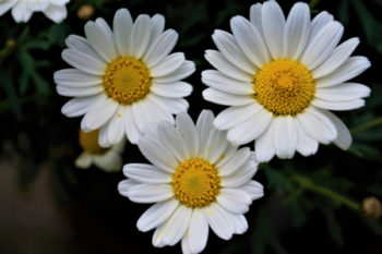 Leucanthemum vulgaris