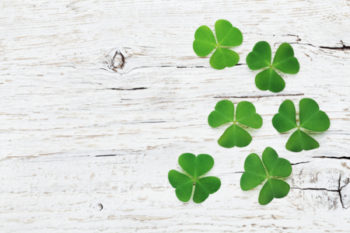 trèfle irlandais