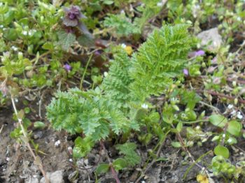 Plantes indéfrisables : Tanacetum vulgare crispum - Hortus Focus