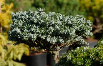Plante indéfrisable : Abies koreana 'Kolhout's Ice breaker'