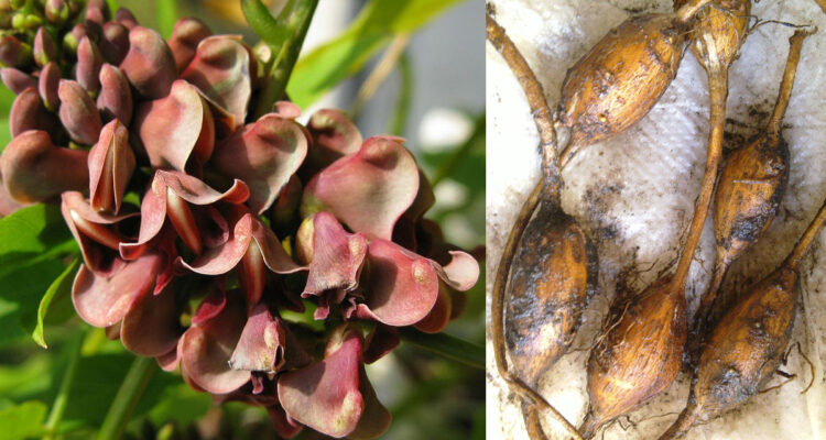 Glycine tubéreuse - Apios americana