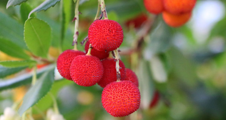 arbre aux fraises