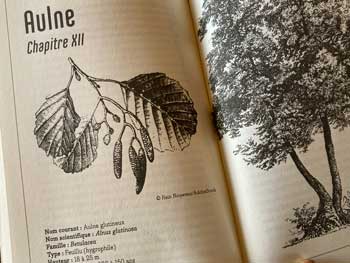 Arbres : Aulnes