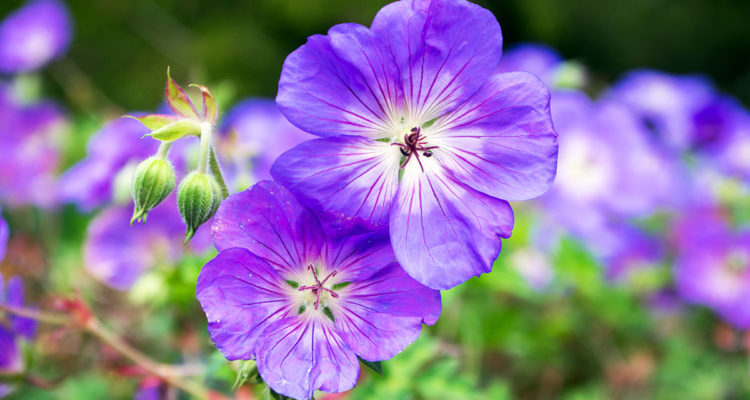 Geranium 'Rozanne'