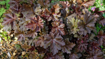 Plantes indéfrisables : Heuchera Chocolate Ruffles