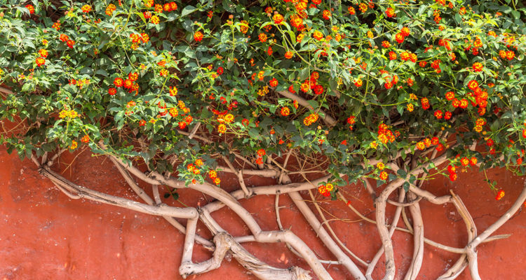 Lantana palissé