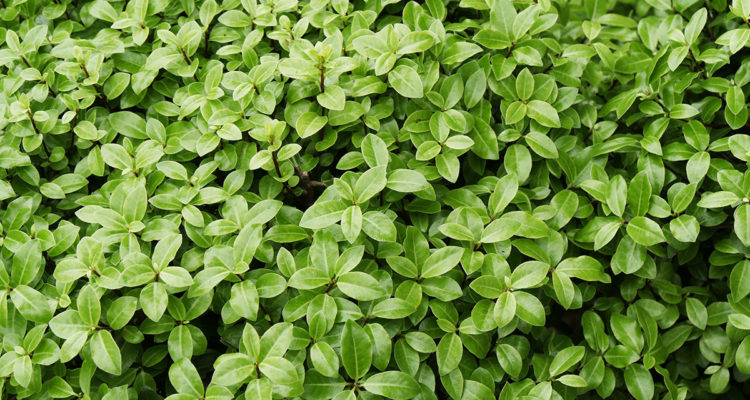 Pittosporum 'Golf Ball'