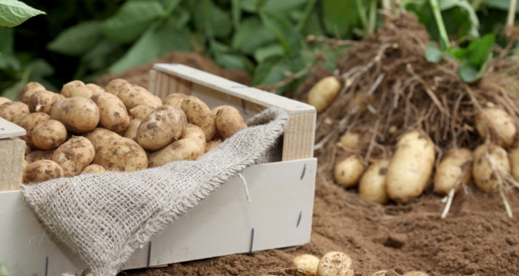 pompadour pomme de terre