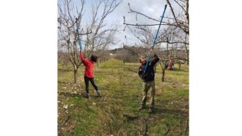 taille des amandiers