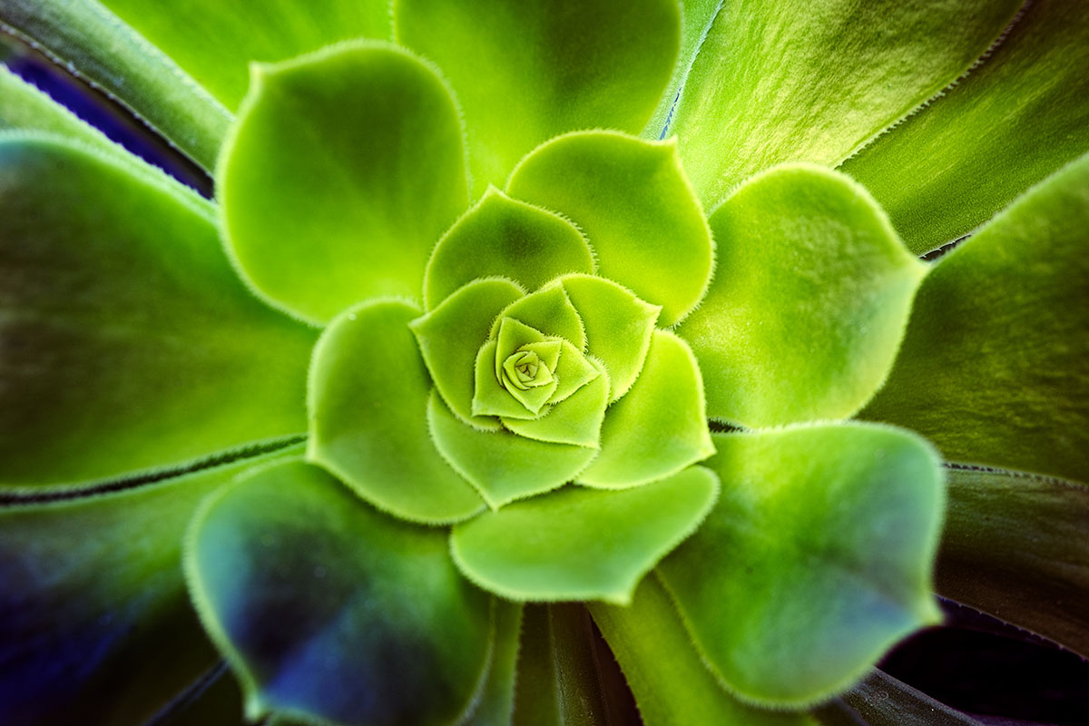 aeonium