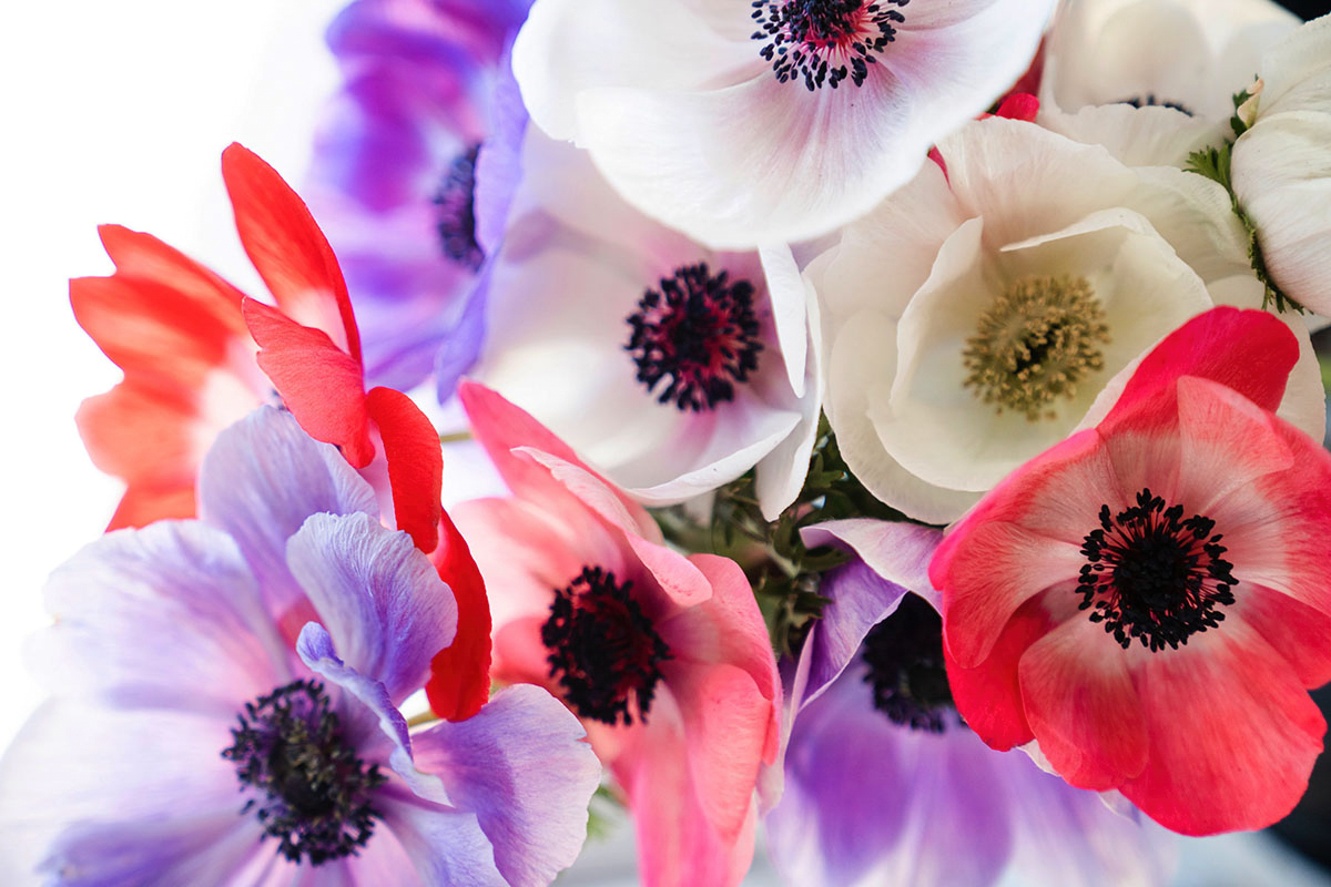 anemone de caen