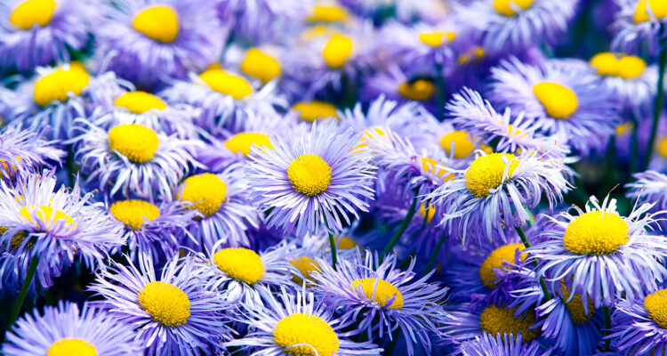 Aster de Nouvelle-Belgique