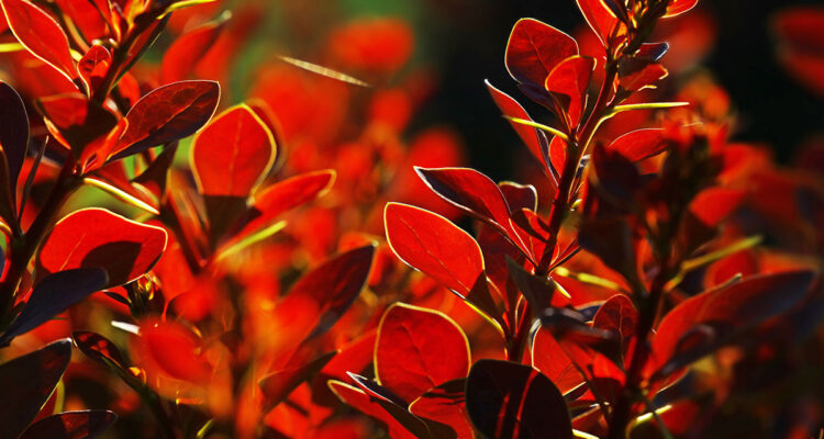 Berberis