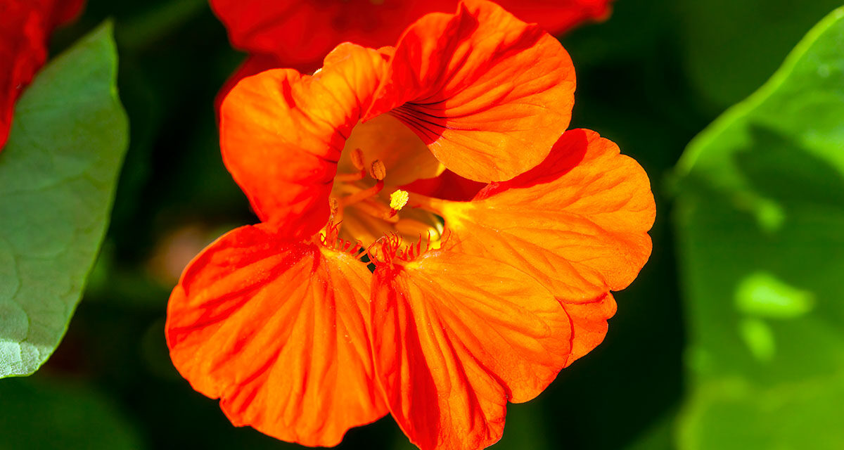 Plantes aquatiques, le livre-référence d'Eric Lenoir - Hortus Focus I mag