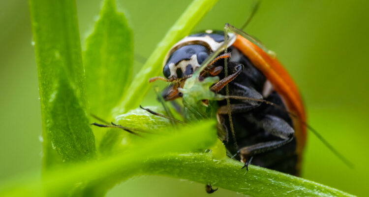 Coccinelle mangeant un puceron