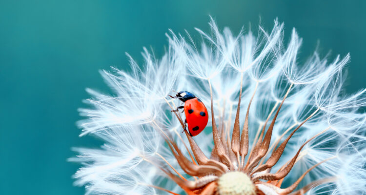 pissenlit et coccinelle