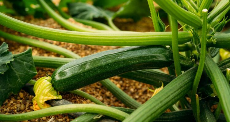 courgette