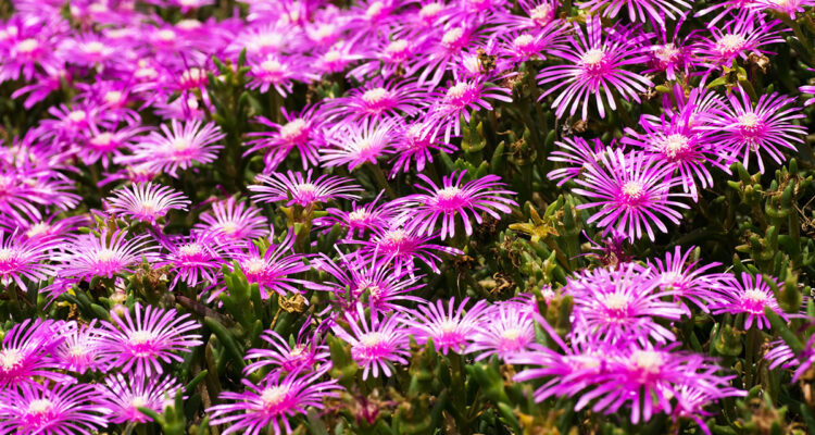 Delosperma