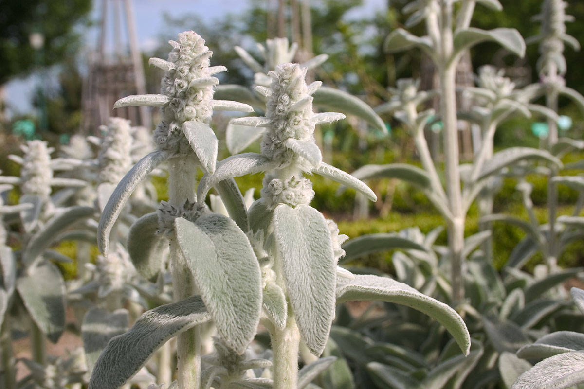 Stachys