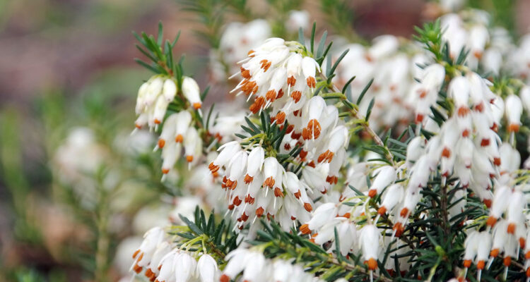 Bruyère arborescente