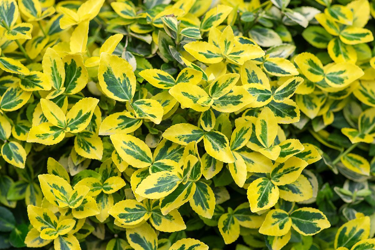 Euonymus