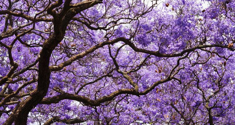 jacaranda