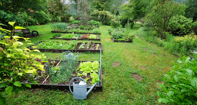 Le potager du Jardin de la Ferrière