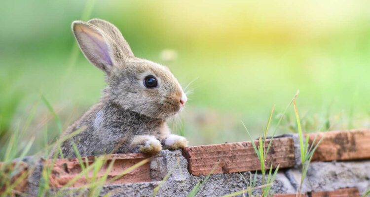 LAPINS