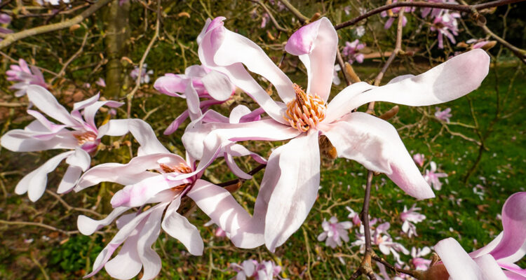 Magnolia stellata