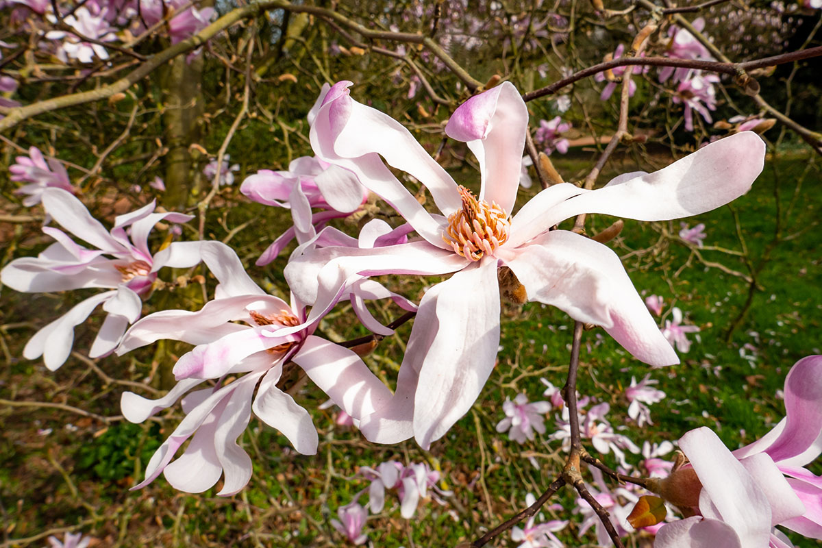 Magnolia stellata
