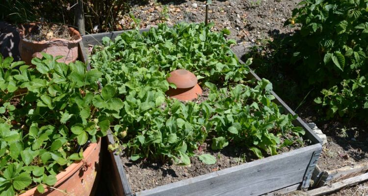 IRRIGATION : OLLAS