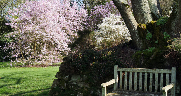 Magnolia - Jardin du Pellinec