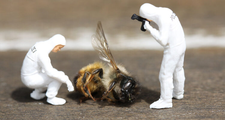 enquête sur abeille morte