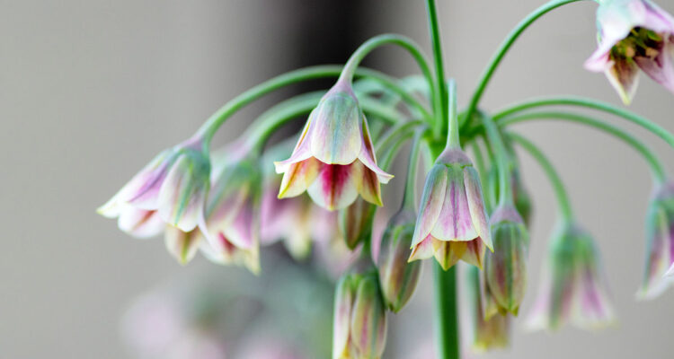Allium siculum