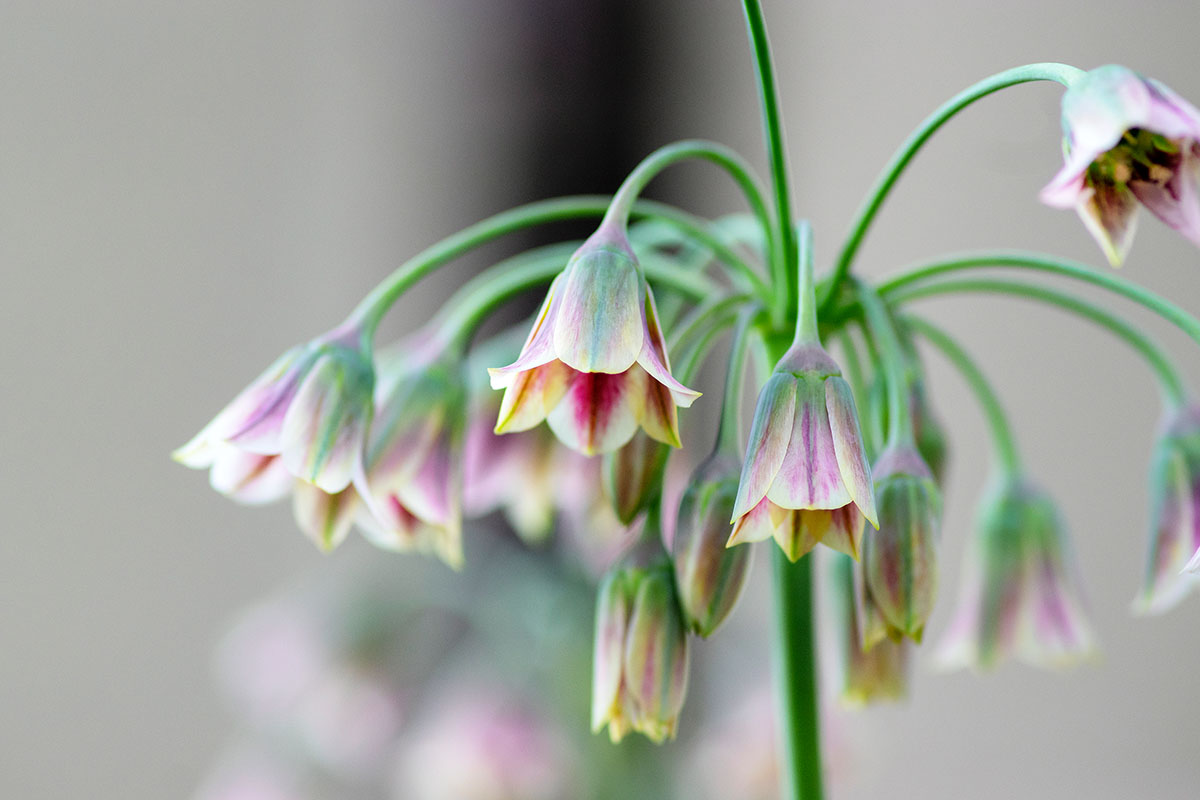 Allium siculum