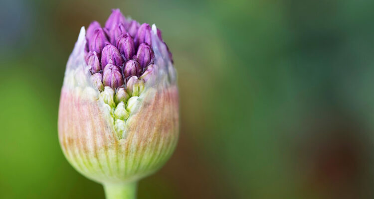 Allium