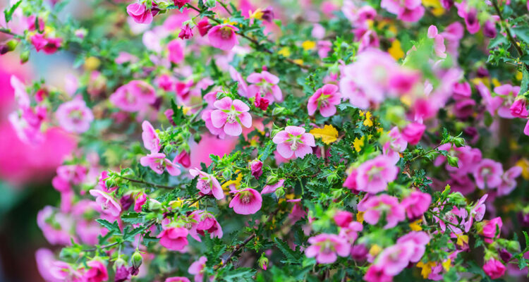 anisodontea