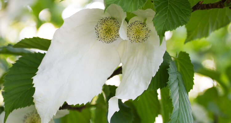 Davidia involucrata