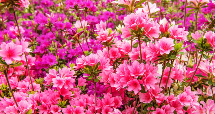 azalea