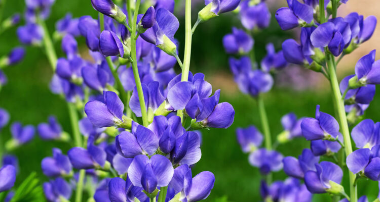 Baptisia