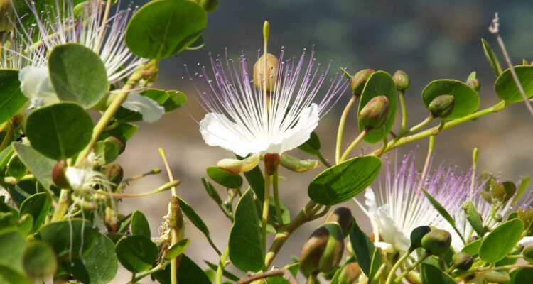 Capparis spinosa