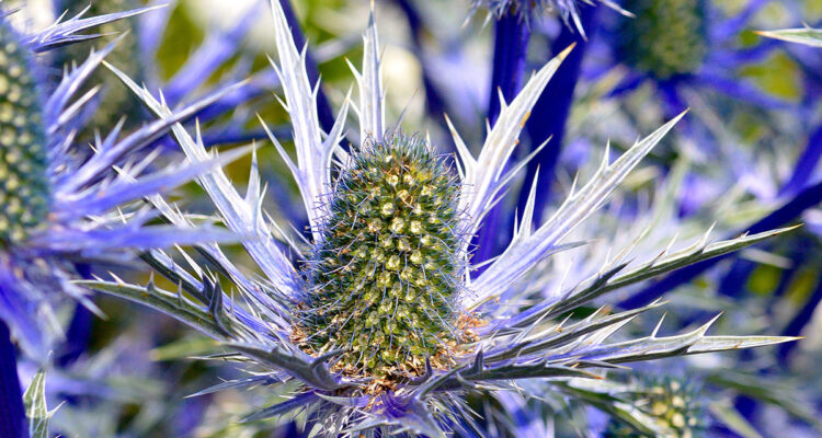 eryngium