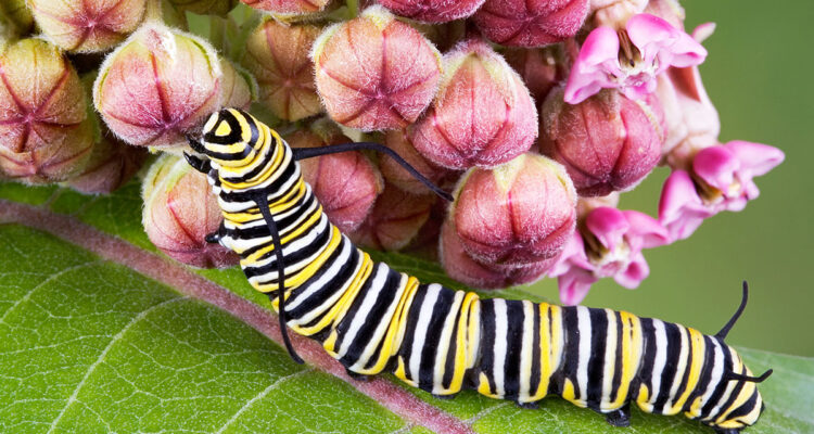 chenille du Monarch