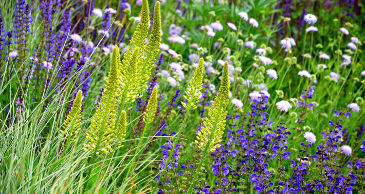 eremurus et salvia