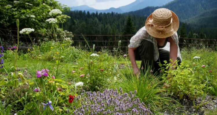 plantes belles et comestibles : femme au jardin
