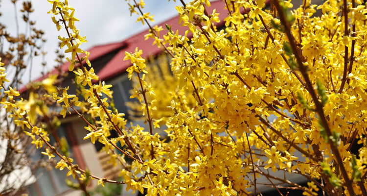 Forsythia