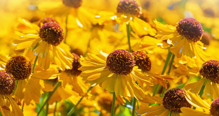 helenium