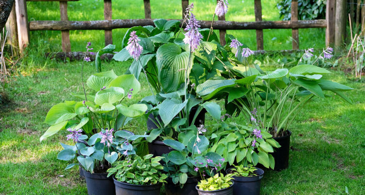 Hostas