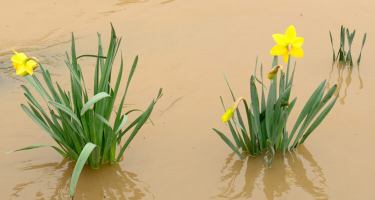 Jonquilles sous l'eau